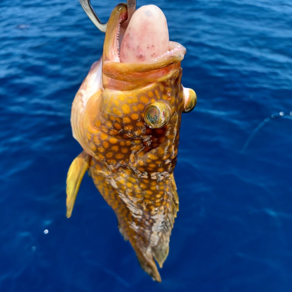 シバヒロ、ちゃんと釣れてるか！？さんの釣果 2枚目の画像