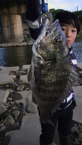 チヌの釣果