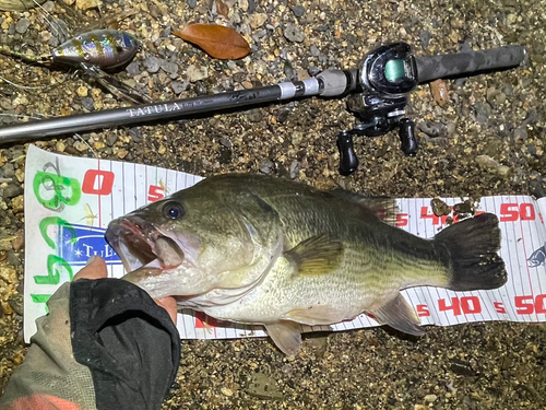 ブラックバスの釣果