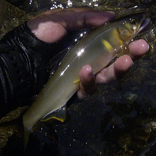 アユの釣果