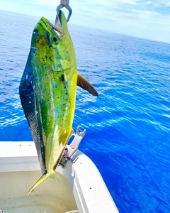 シイラの釣果