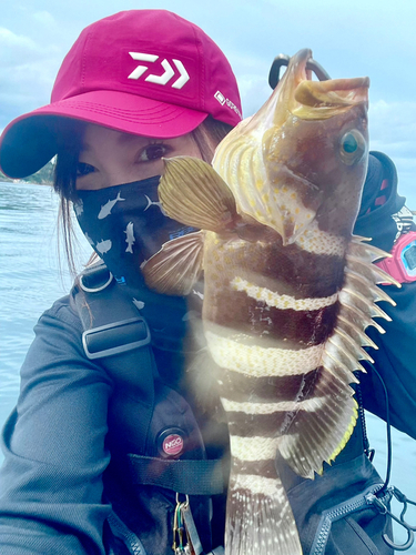 アオハタの釣果