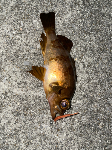 メバルの釣果