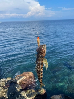 アカエソの釣果