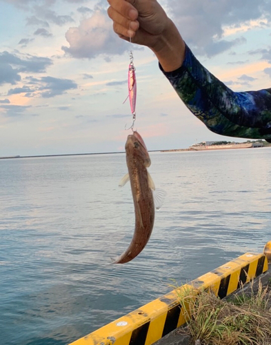 エソの釣果