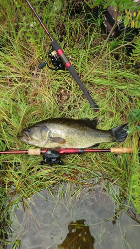 ブラックバスの釣果