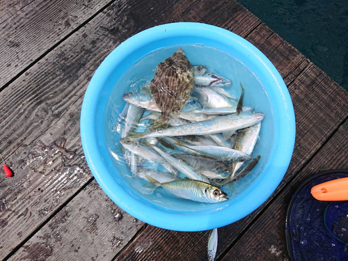 アジの釣果