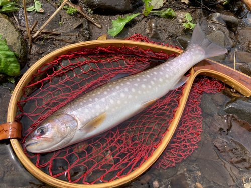 アメマスの釣果