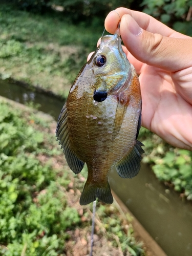 ブルーギルの釣果