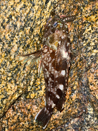 カサゴの釣果