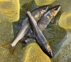 アユの釣果