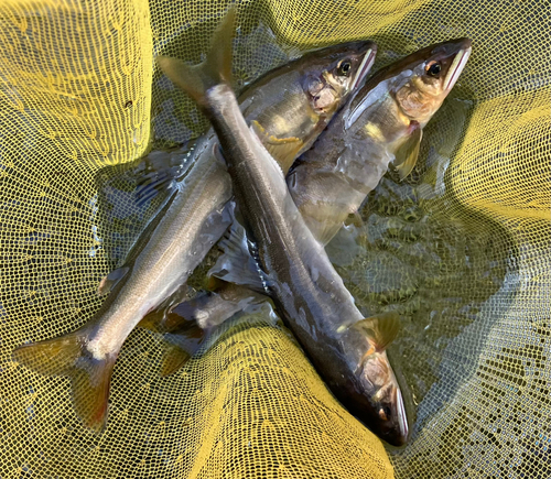 アユの釣果