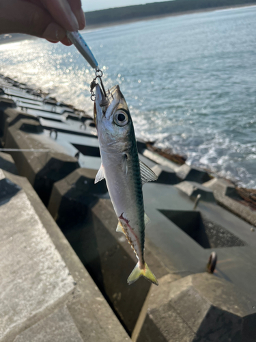 サバの釣果