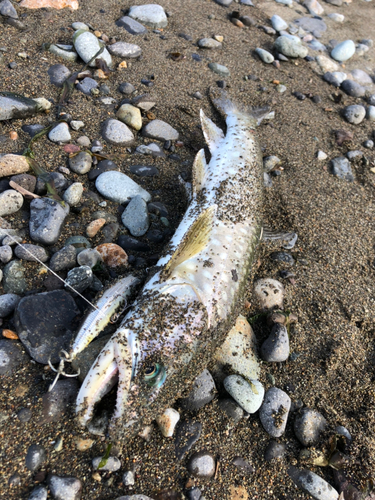 アメマスの釣果