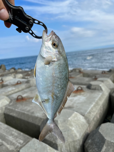 ショゴの釣果