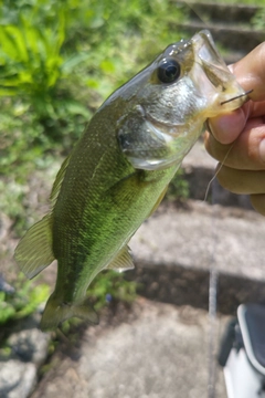 ラージマウスバスの釣果