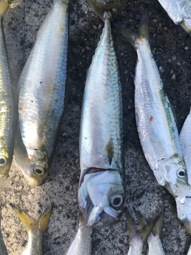 サバの釣果