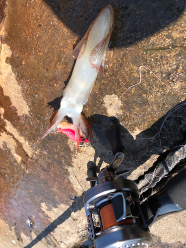 マメイカの釣果