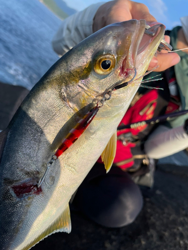 カンパチの釣果