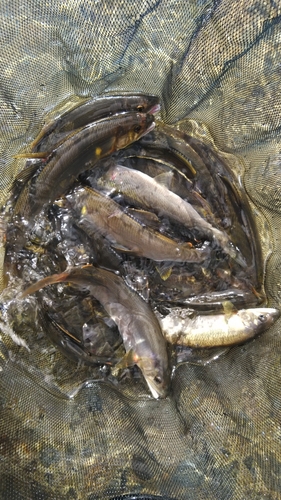 アユの釣果