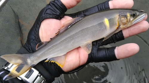 アユの釣果