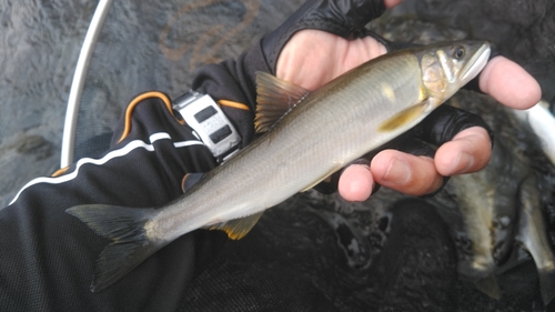 アユの釣果