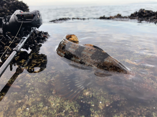 アイナメの釣果