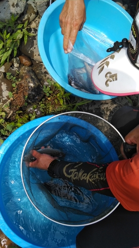 アユの釣果