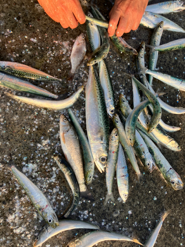 サバの釣果