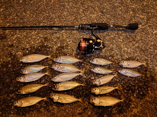 アジの釣果