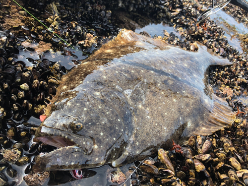 ヒラメの釣果