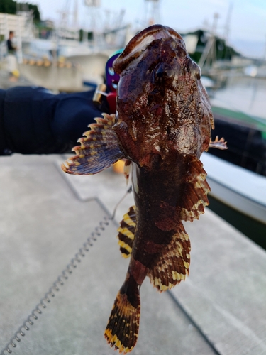 カジカの釣果