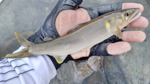 アユの釣果