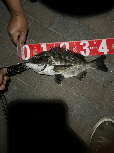 チヌの釣果