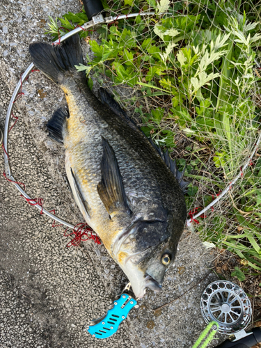 チヌの釣果