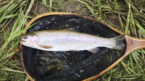 ニジマスの釣果