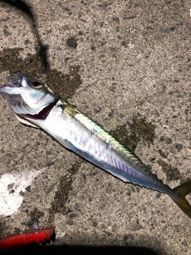 サバの釣果