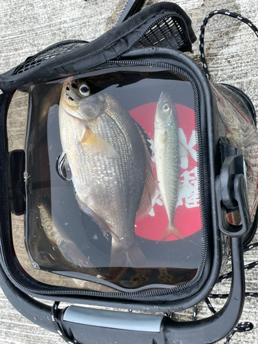 ウミタナゴの釣果