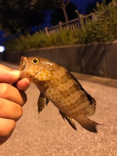 オオモンハタの釣果