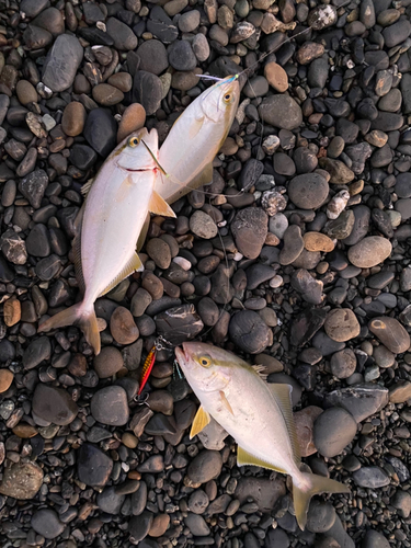 ショゴの釣果