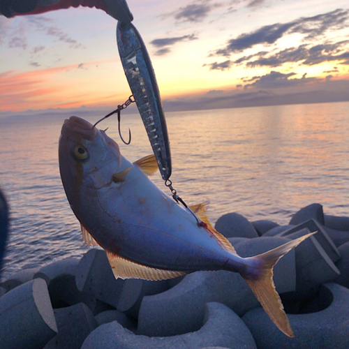 ネリゴの釣果