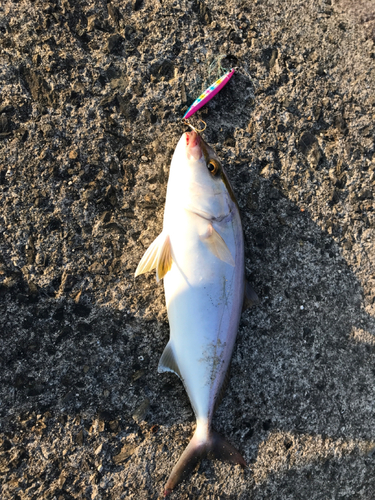 オオモンハタの釣果