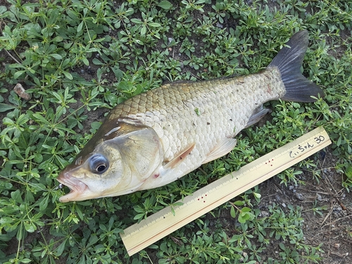 フナの釣果