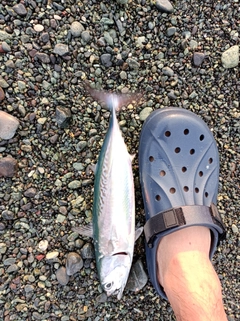 マルソウダの釣果