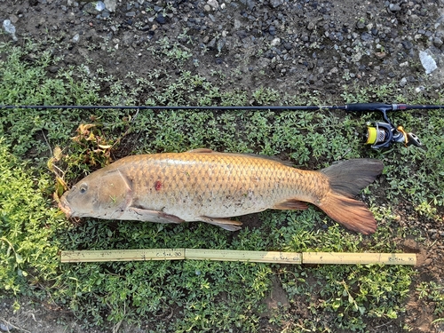 コイの釣果