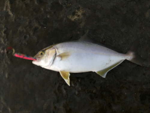 ショゴの釣果