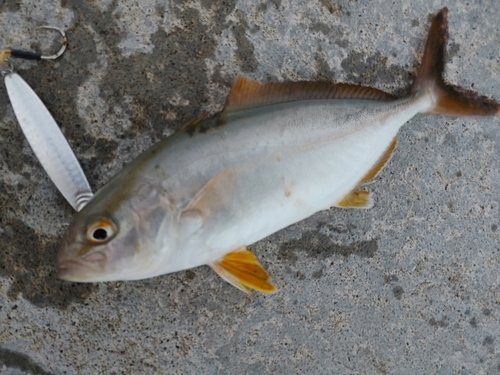 ショゴの釣果