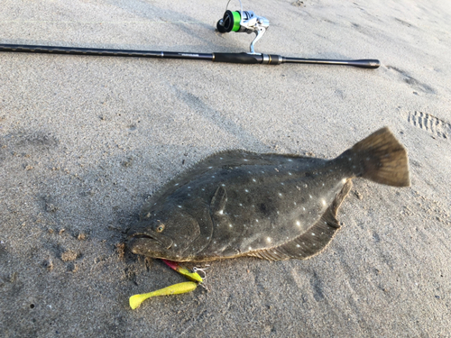 ヒラメの釣果