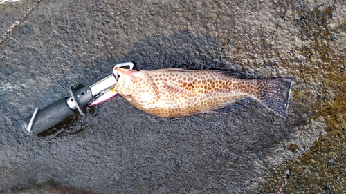 オオモンハタの釣果