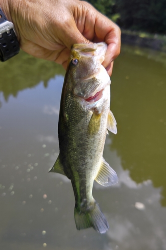 ラージマウスバスの釣果